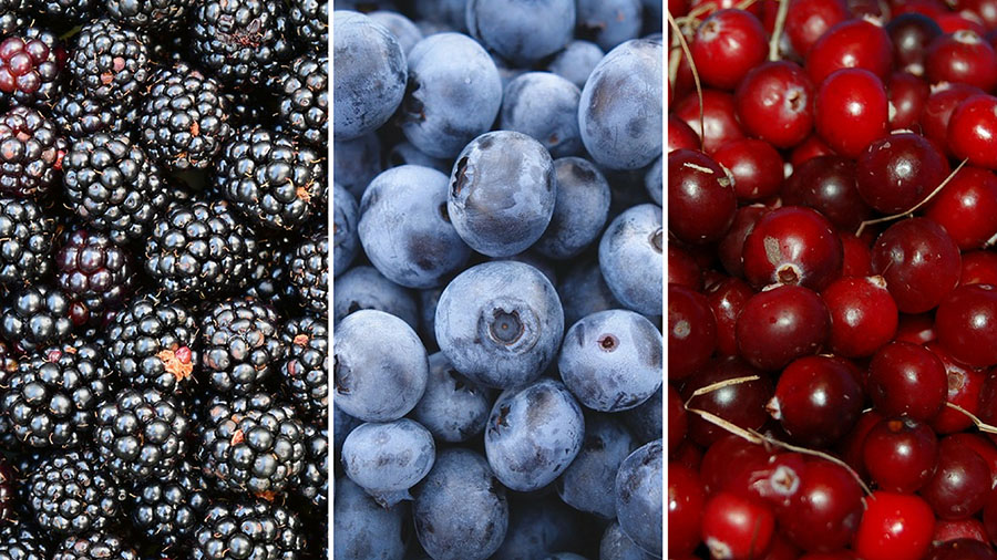 blog-top-5-foods-for-performance-berries